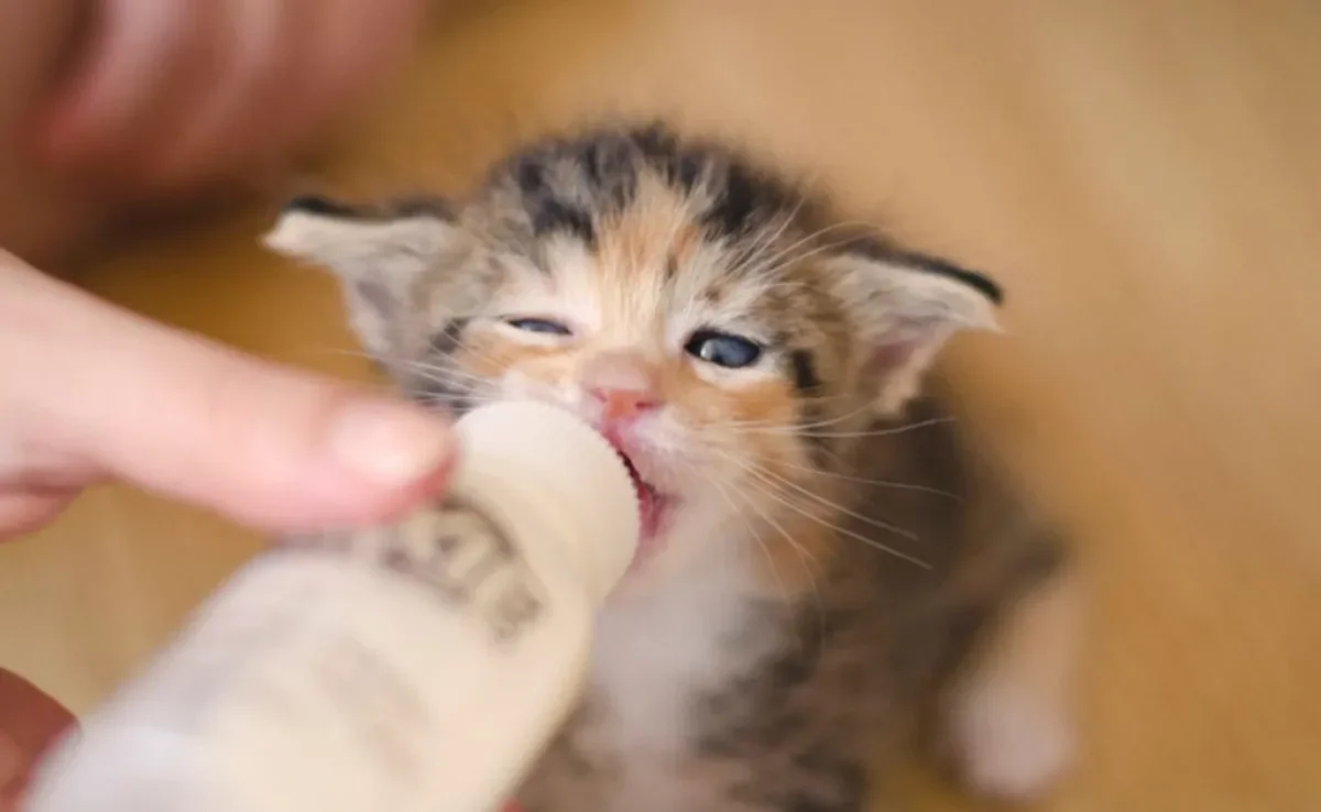 Papinha para gato recém-nascido só deve ser oferecida após a amamentação