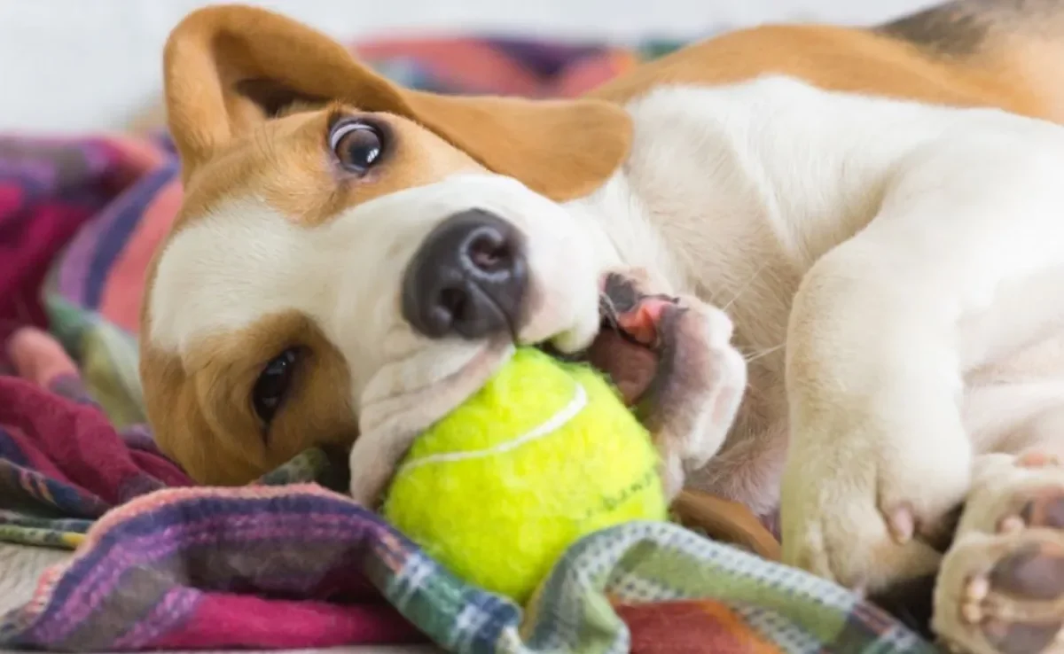 Cachorro bagunceiro: além do Beagle, o Pastor Alemão também apronta poucas e boas 