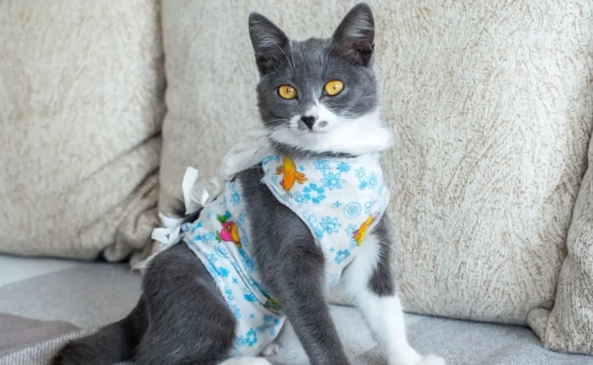 felino usando roupa cirurgica para gatos