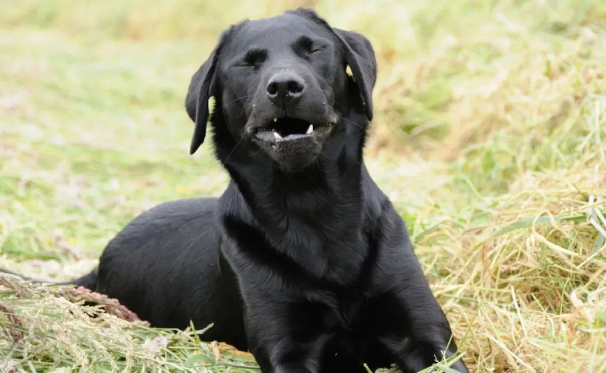 A tosse de cachorro pode ter inúmeras causas e deve ser investigada por um profissional