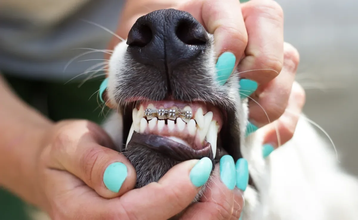 Cachorros com aparelho no dente não é por estética
