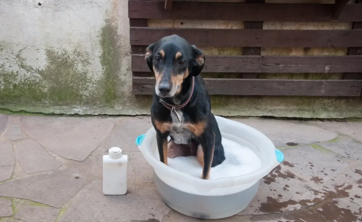 Banho em cachorro com sarna é parte importante do tratamento