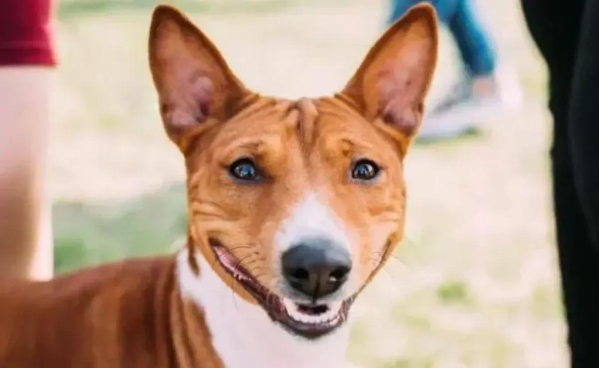 Basenji: você vai se apaixonar por essa raça de cachorro sorridente!