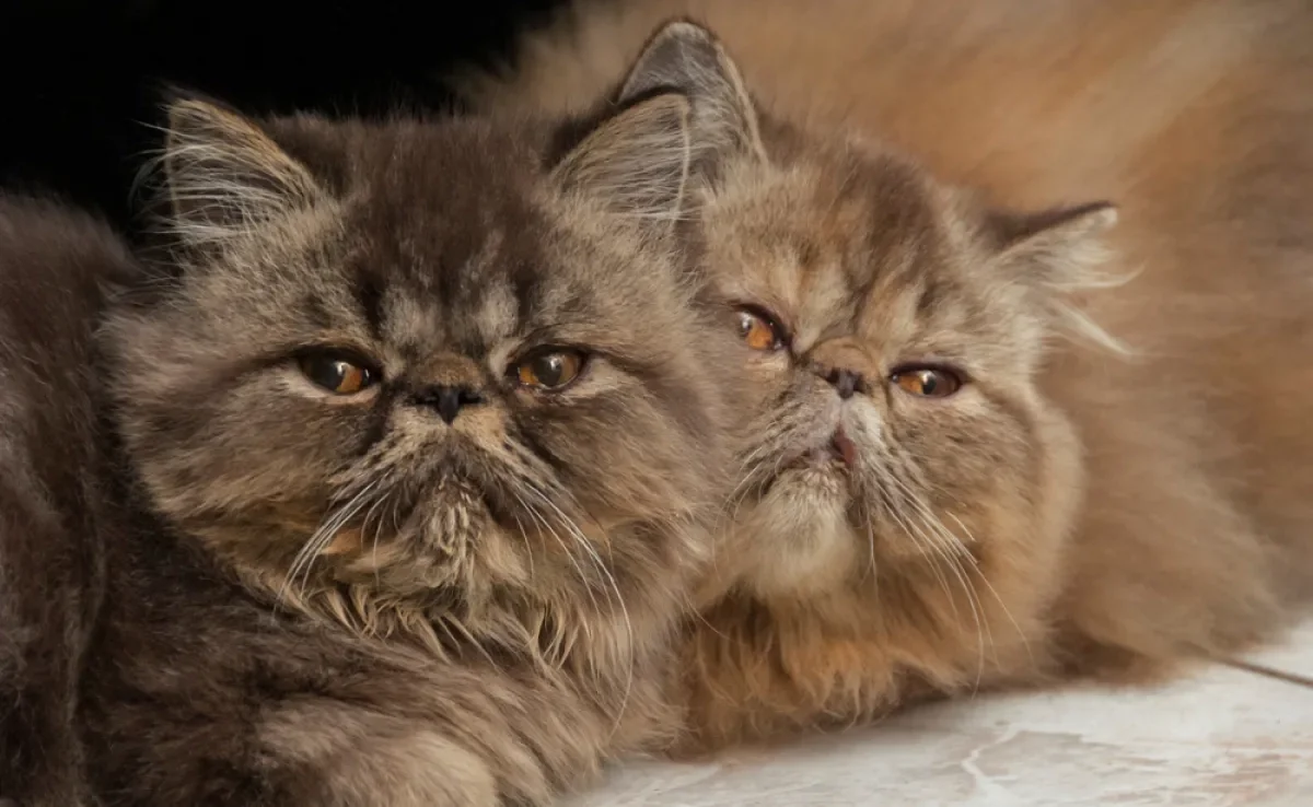 O Persa está entre as raças de gatos com a saúde mais frágil