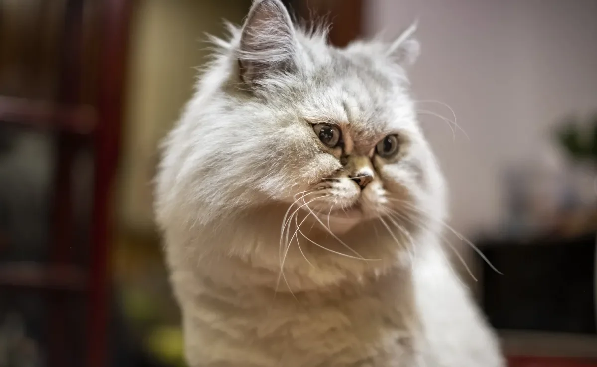  O gato Persa tosado é uma forma de deixar o pet mais confortável em algumas situações