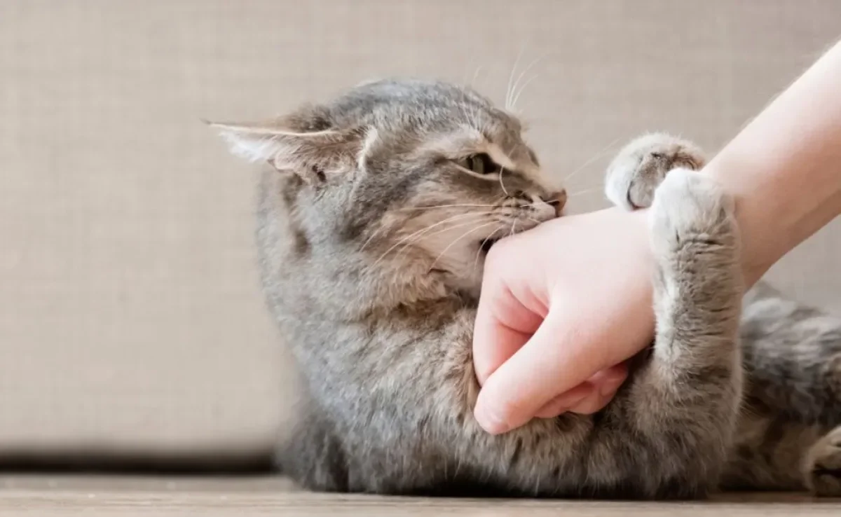 Se seu gato te bate ou morde e apresenta agressividade, ele pode ter um bom motivo para isso