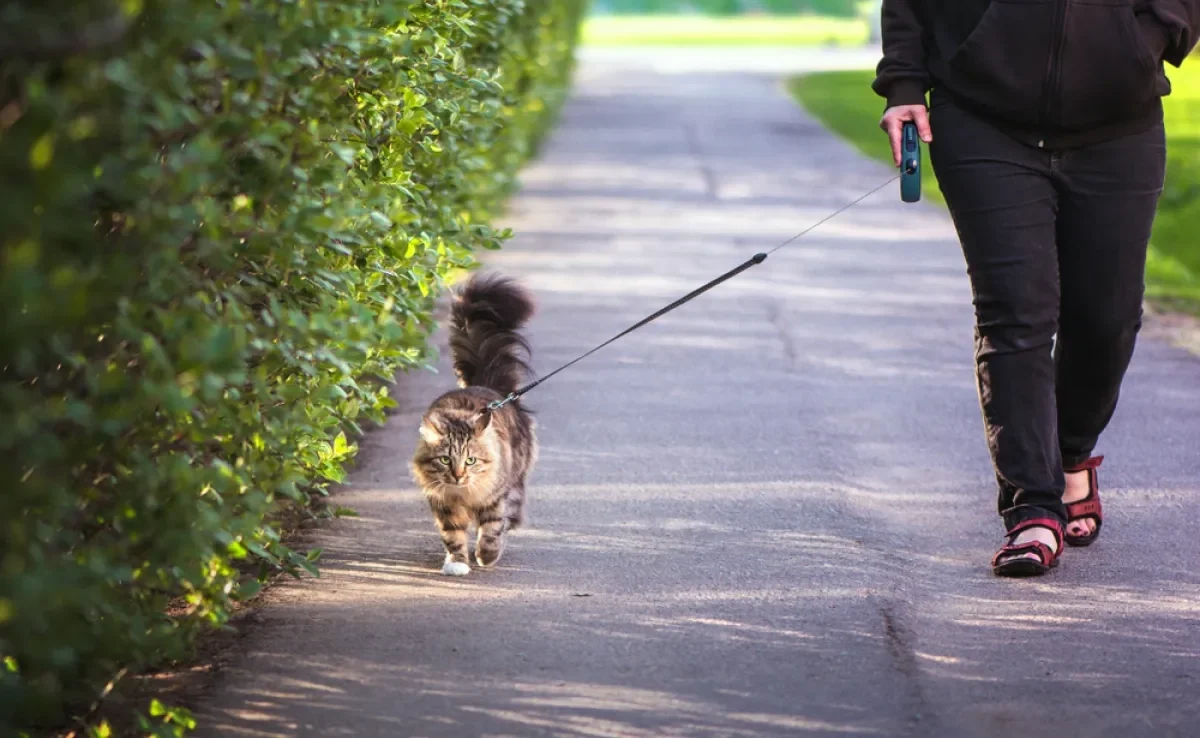Passear com gato deve ser um momento relaxante, por isso, não force o animal