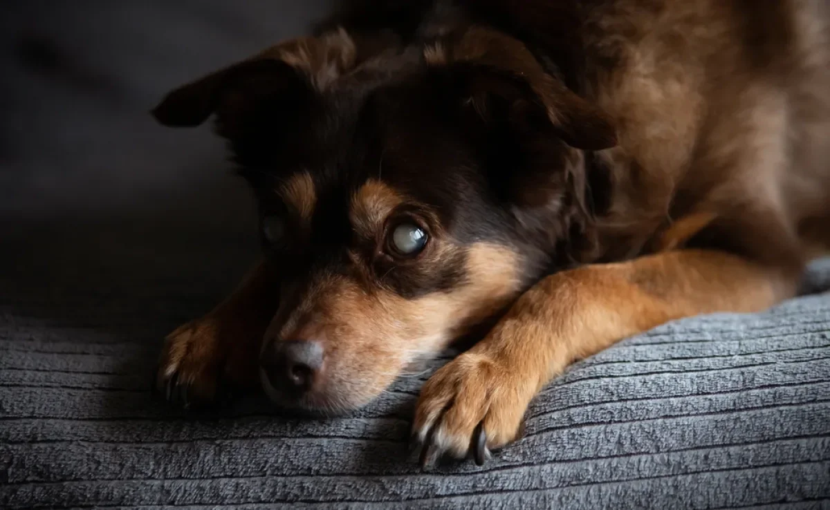 A cegueira em cachorro pode ser decorrente de doenças graves que precisam de atenção do tutor