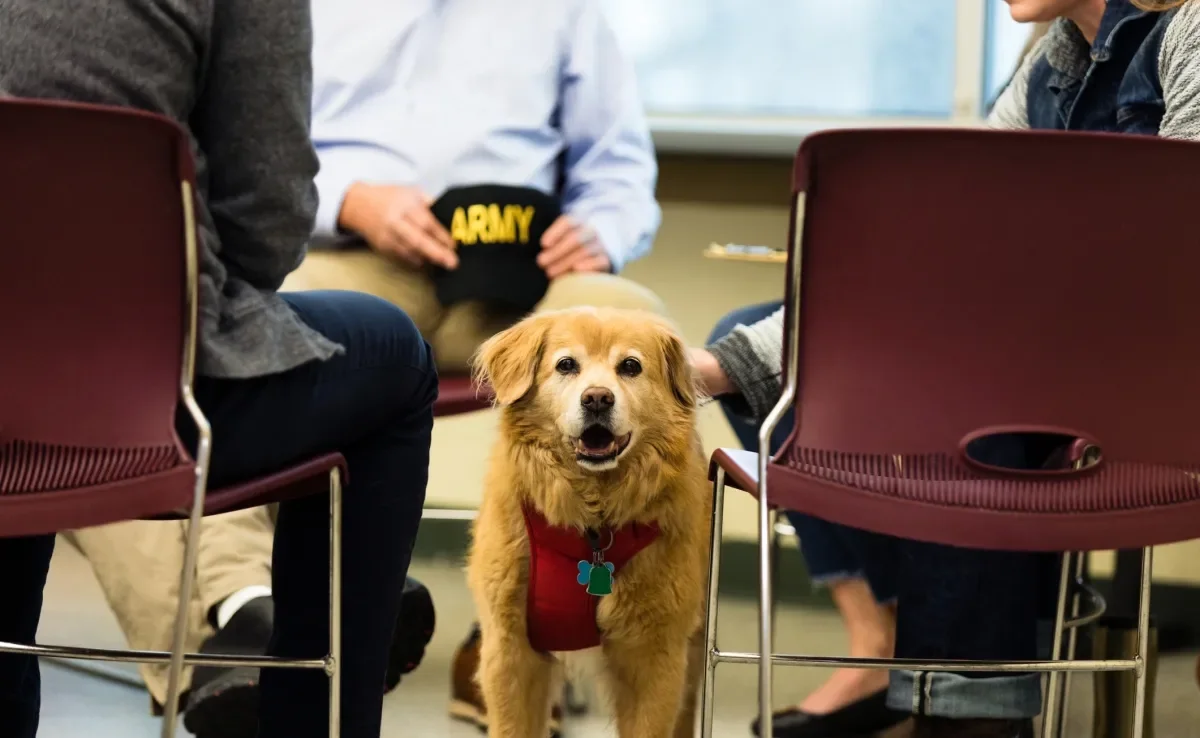 O cachorro de suporte emocional garante uma vida melhor para pessoas com deficiência e pacientes com transtornos psicológicos 