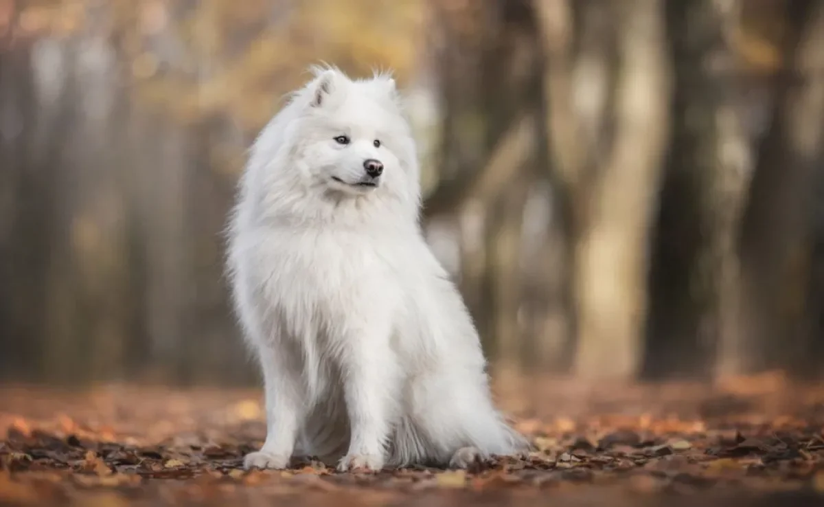 O cachorro peludo sente frio, mas a intensidade vai depender do tipo da pelagem