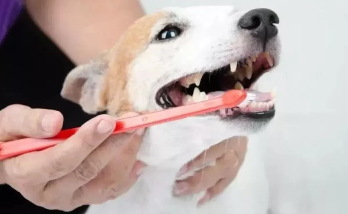 Veja dicas de como escovar os dentes do seu cachorro