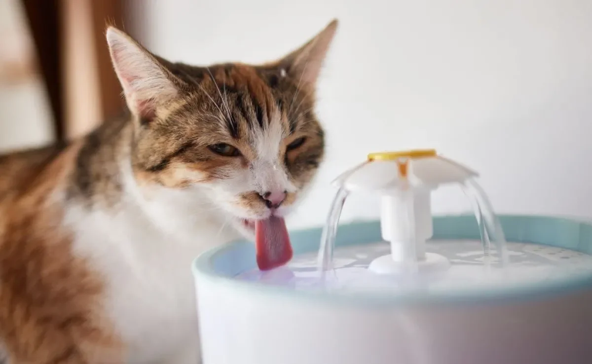 A fonte de água para gatos é uma alternativa para bichanos com dificuldade de se hidratar