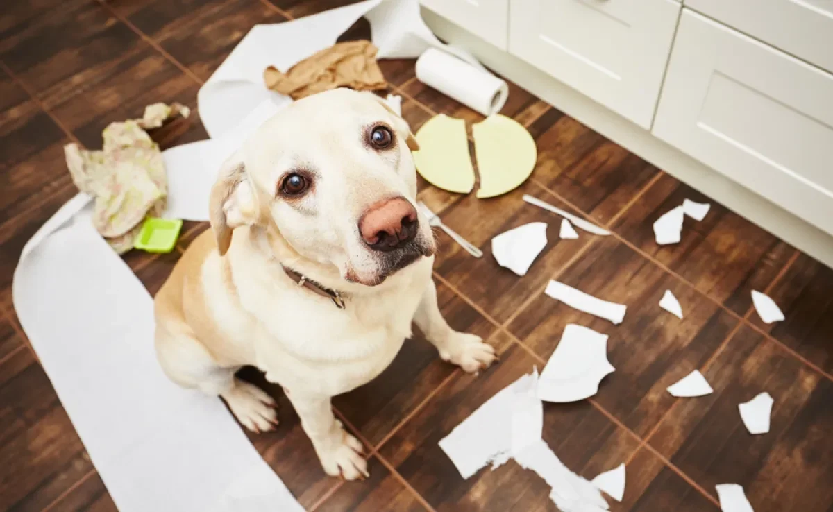 O cachorro pode ficar sozinho por poucas horas e isso depende da personalidade dele