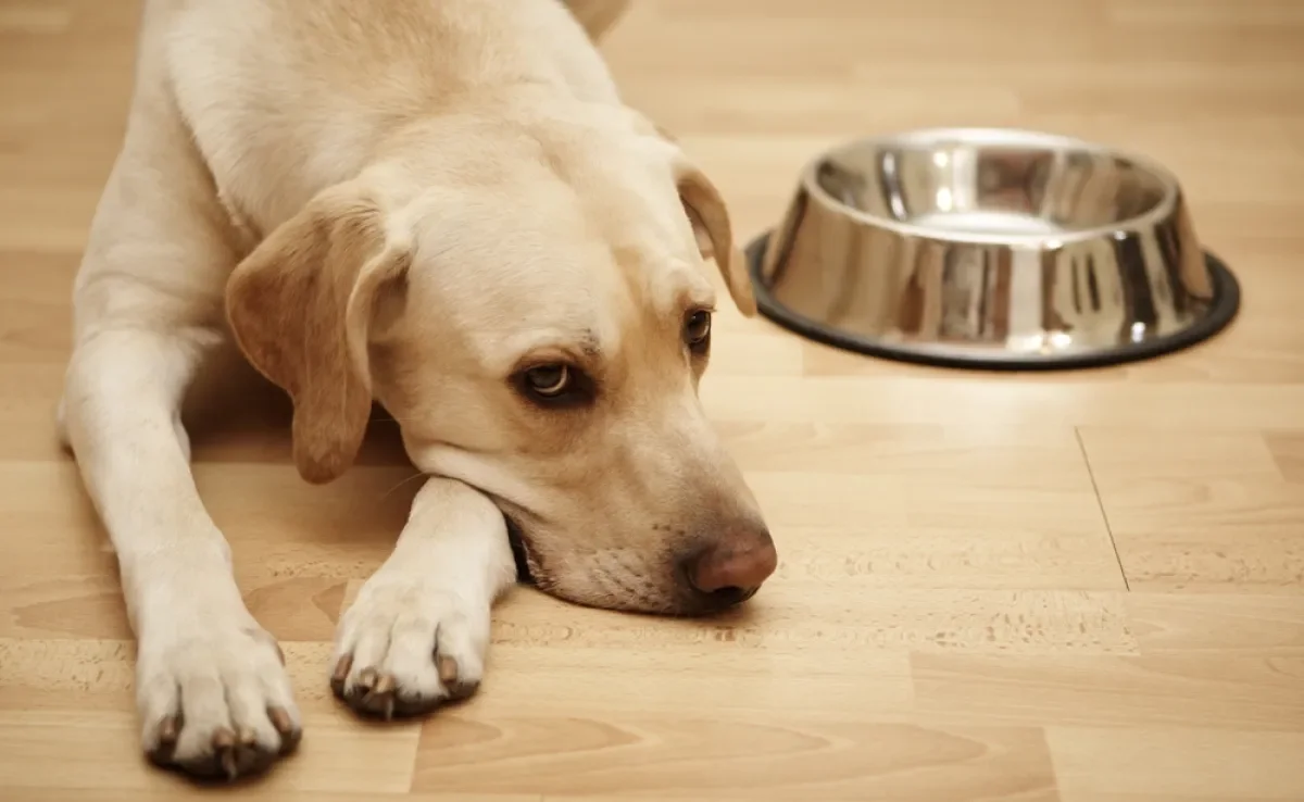 Saber como alimentar cachorro com doença do carrapato é indispensável para cuidar da saúde do animal