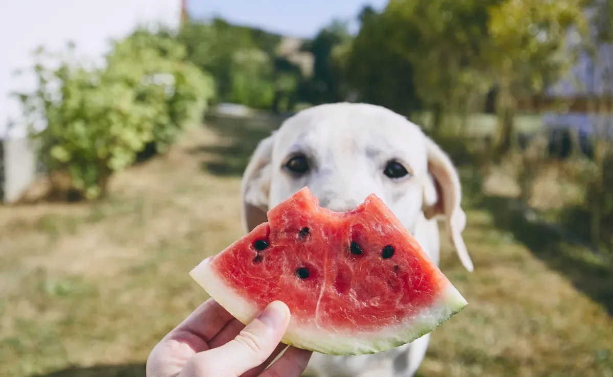 Melancia: pode dar para cachorro? Veja se a fruta é liberada para o seu pet!