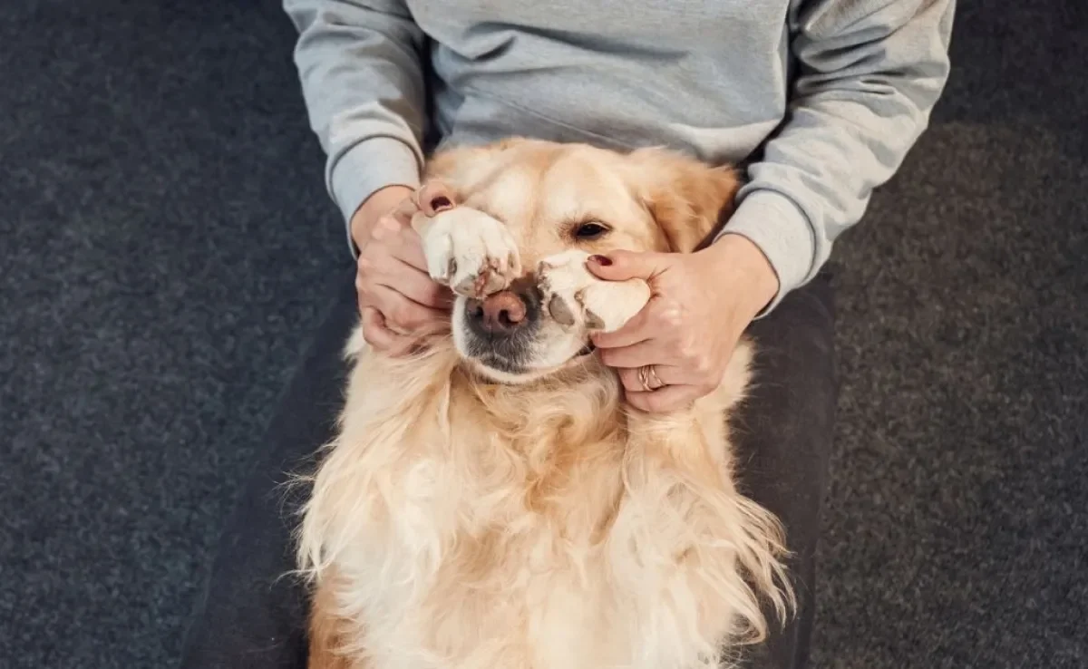 Cachorro esfregando o focinho pode ser sinal de problemas dentários 