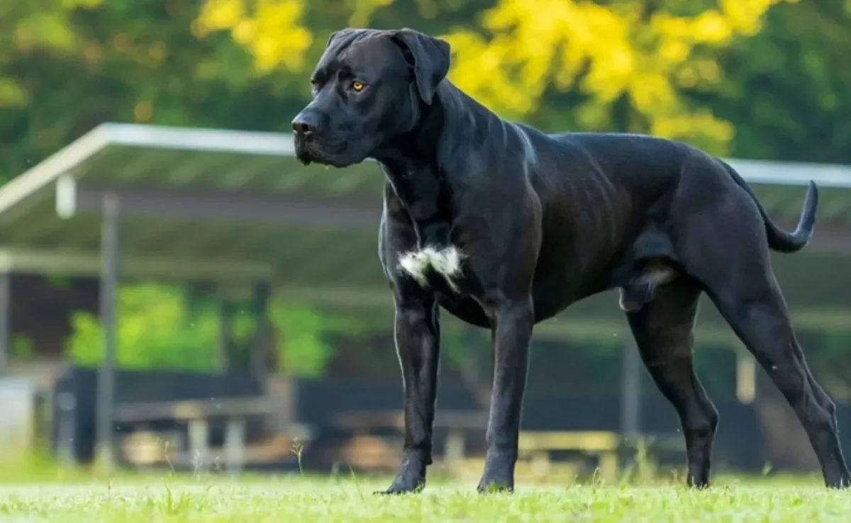 Um cão de guarda exemplar é o Dogo Canário