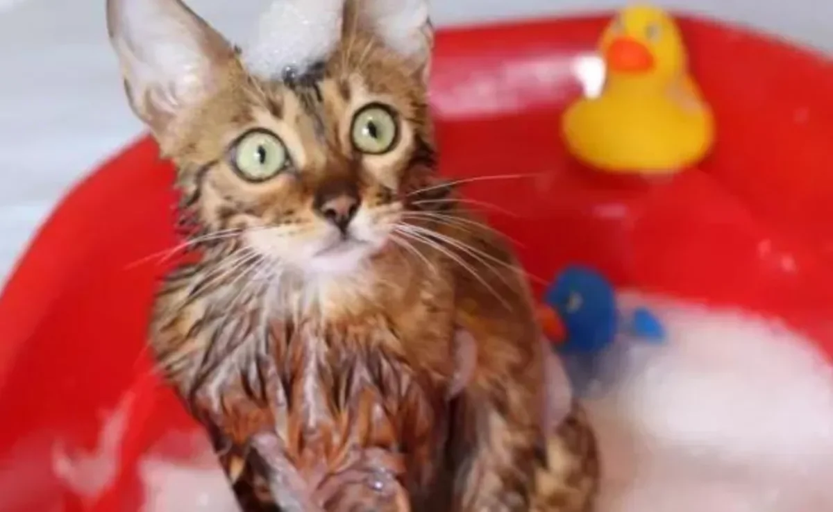 Como dar banho em gato não é fácil, siga essas dicas!
