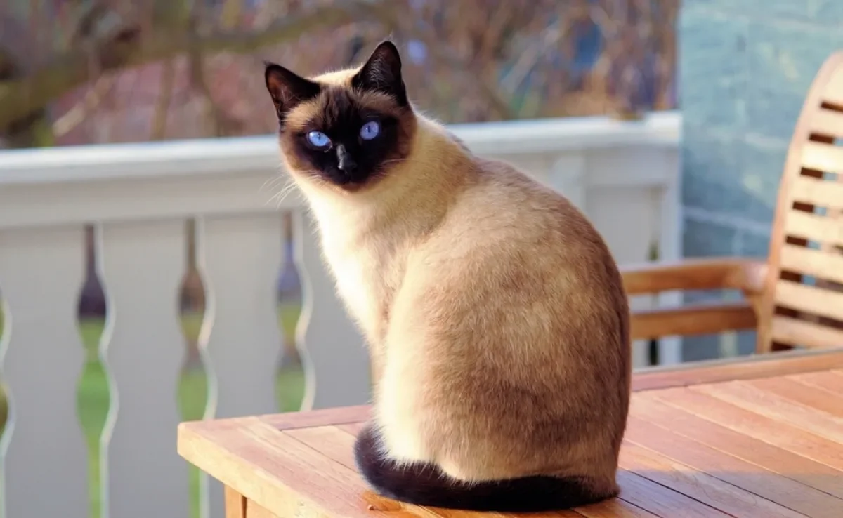 Por que os gatos Siameses têm as orelhas, patinhas e rabinho mais escuros que o restante do corpo?