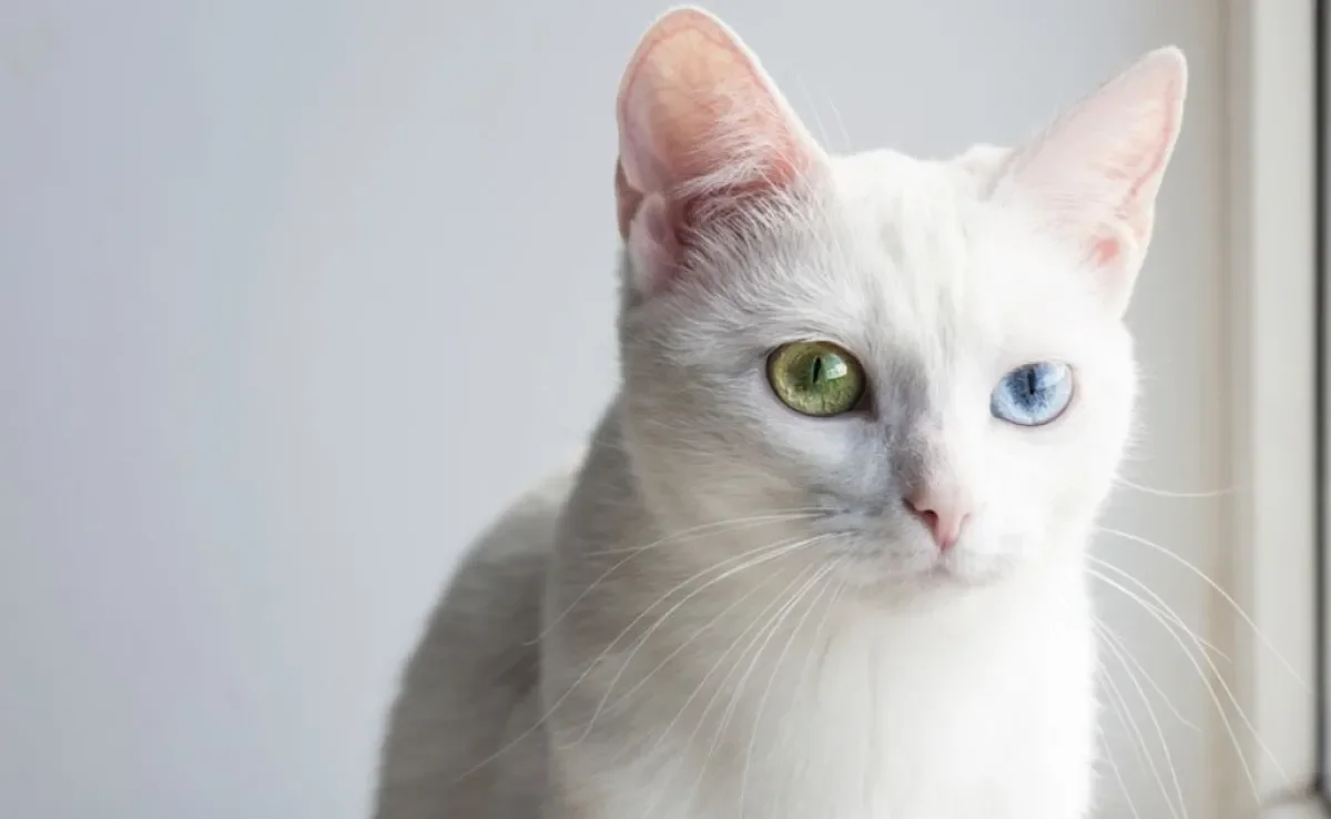 O gato com heterocromia é mais comum em algumas raças