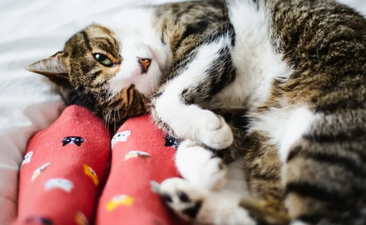 Gato dormindo com o dono: entenda o real motivo por trás desse comportamento