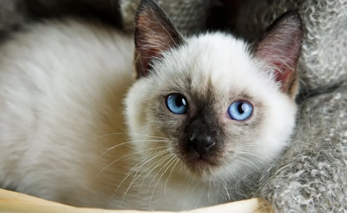 O gato Siamês muda de cor ainda no primeiro ano de vida