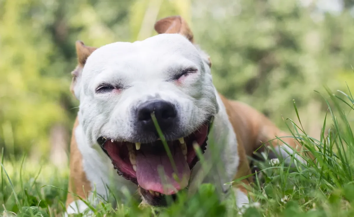 A tosse de cachorro pode indicar uma série de problemas de saúde, inclusive no coração