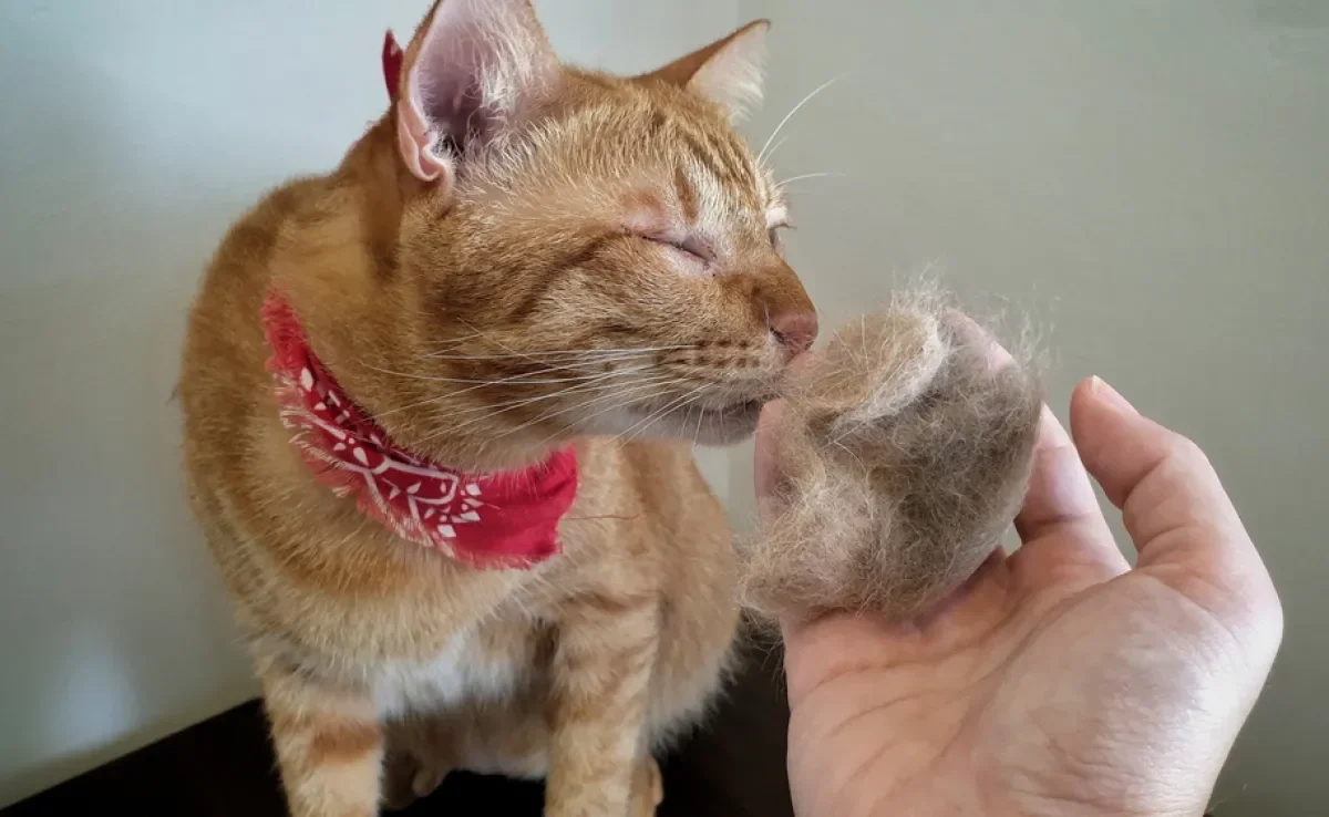 Bola de pelo pode provocar gastrite crônica no gato e obstrução intestinal