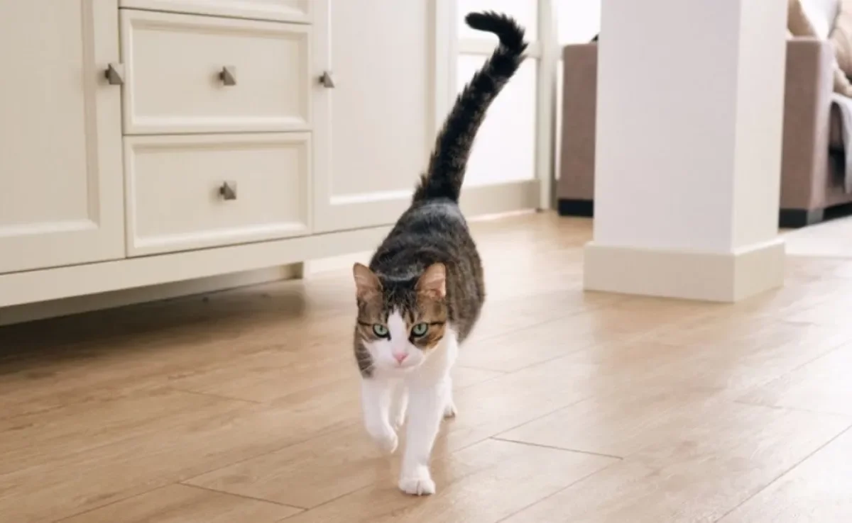 O gato balançando a cauda pode indicar como o bichano está se sentindo naquele momento 