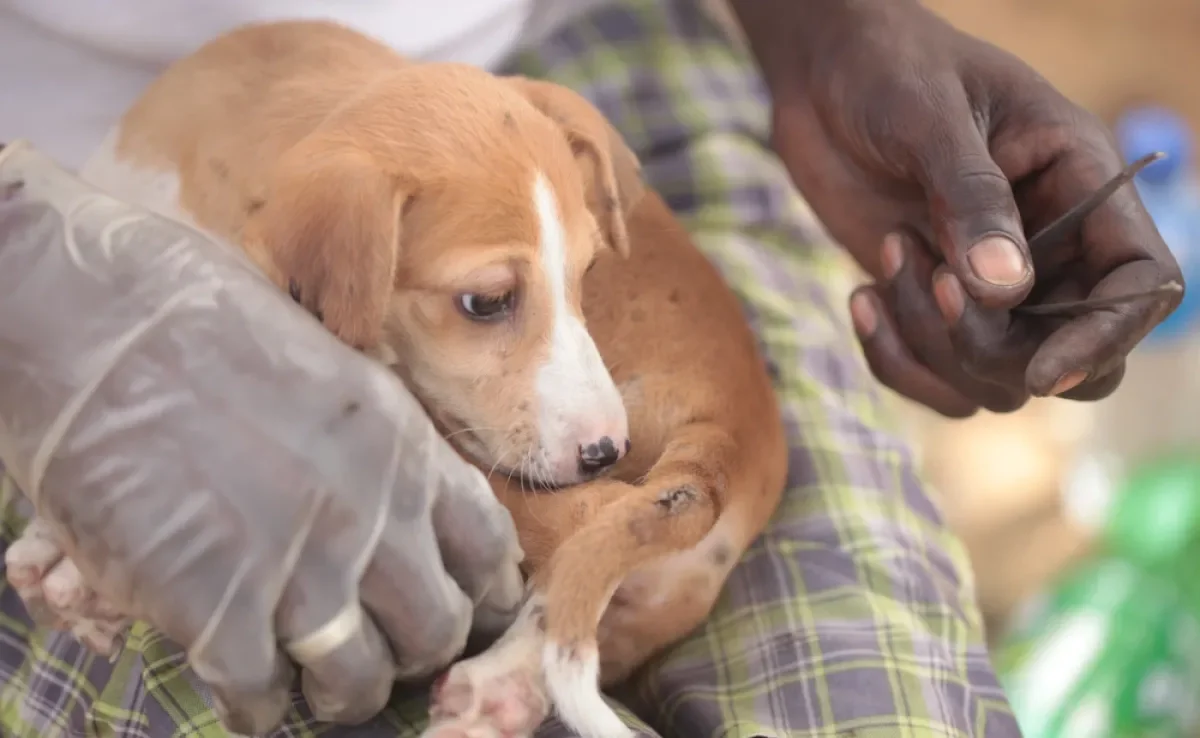 A míiase em cachorro é uma doença gravíssima que exige atenção do tutor