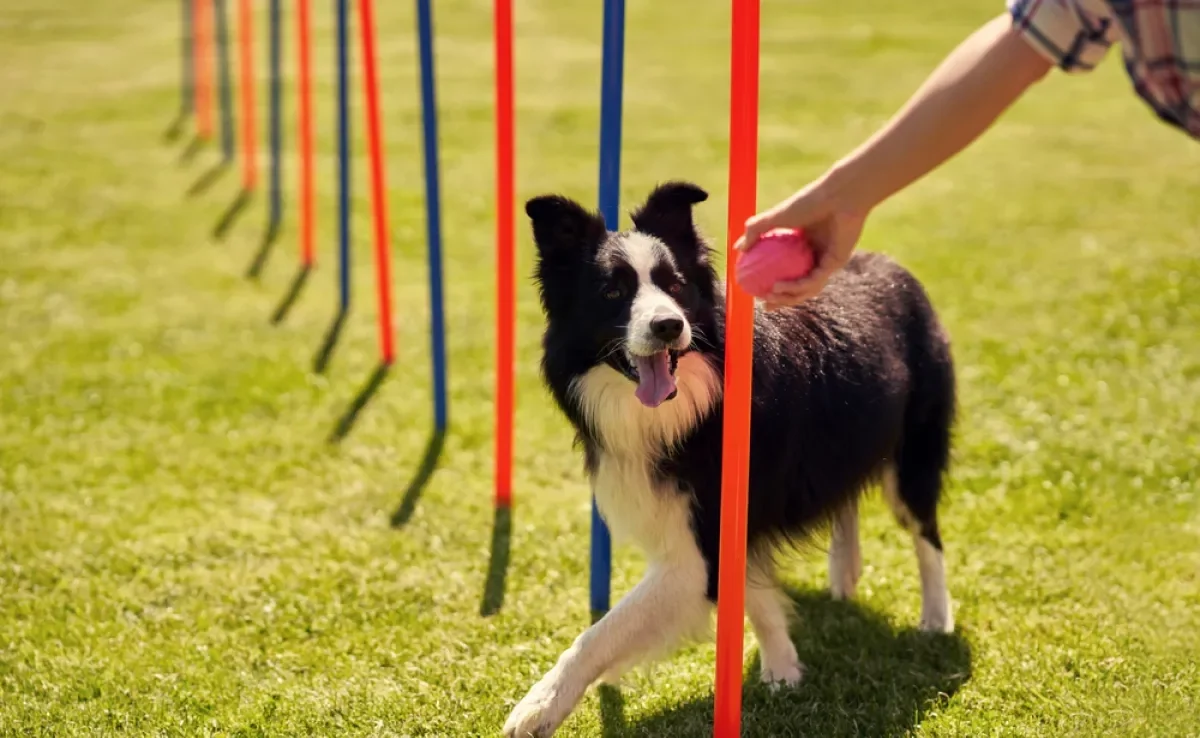 Descubra qual o valor para adestrar um cachorro!