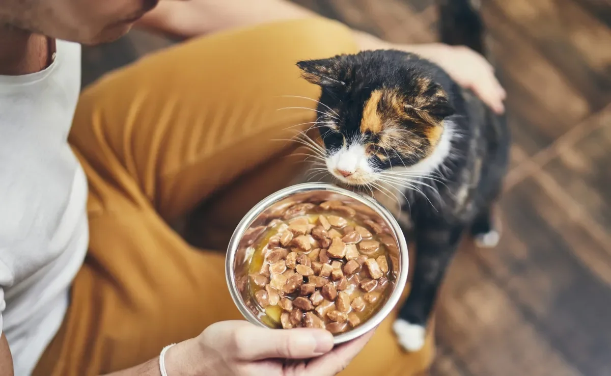 O sachê para gatos é o alimento preferido da espécie