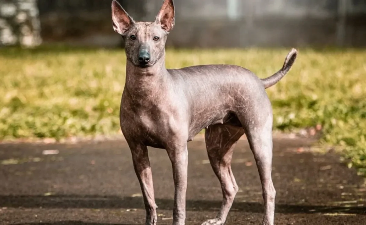 O Xoloitzcuintle é um cachorro sem pelo originário do México que tem uma história antiga