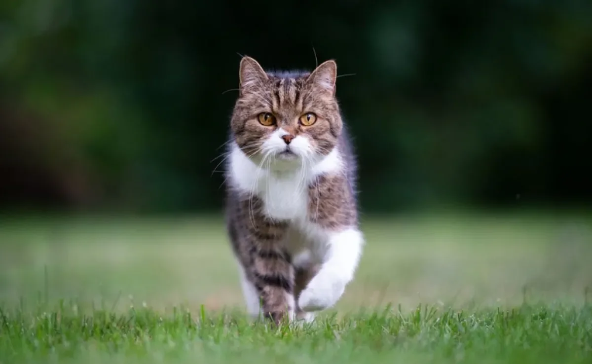 Uma forma de como chamar um gato é fazer o clássico "pss pss"