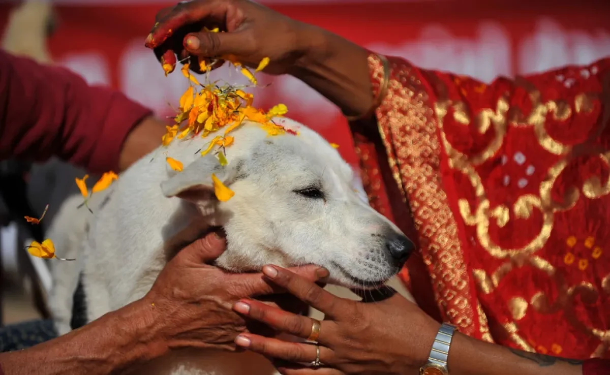 No Dia dos Cachorros no Nepal, os peludos são pintados e adorados na cultura hinduísta