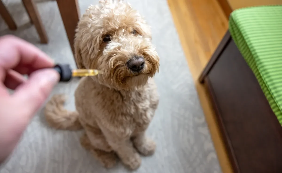 O antitóxico para cachorro deve ser usado em caso de ingestão de substâncias tóxicas