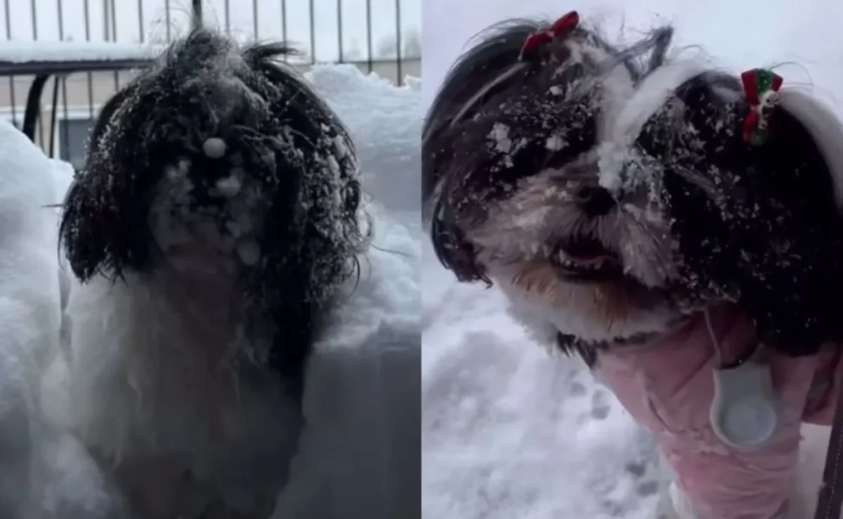 Cachorro na neve pela primeira vez viraliza na web com sua empolgação (Créditos: Instagram/@falcaomarina)