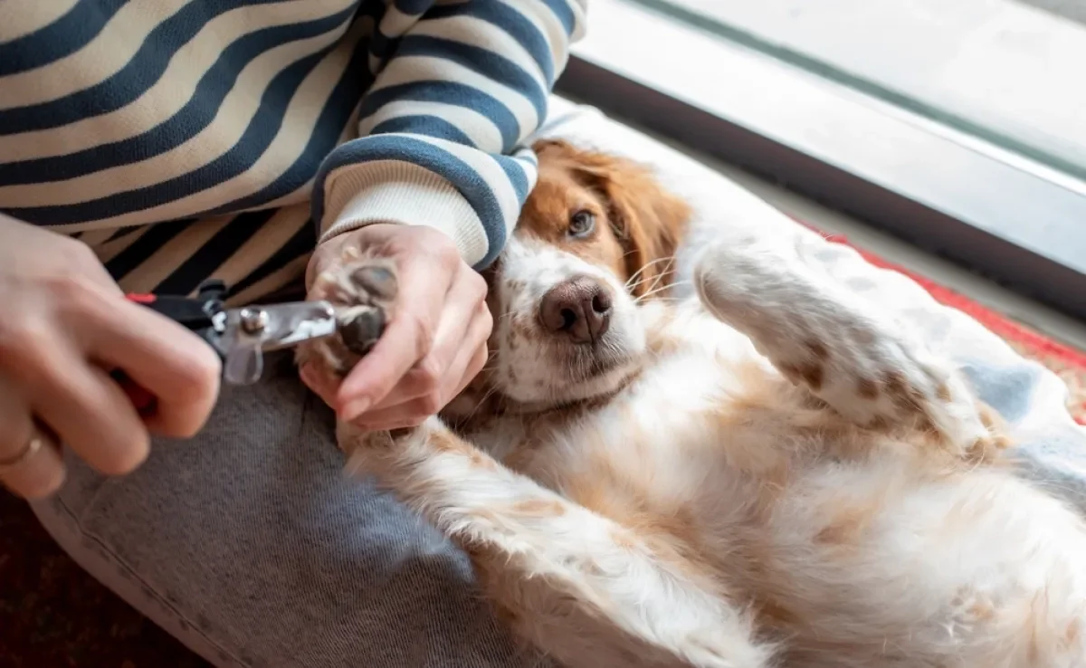 Confira dicas de tutores de como cortar unha de cachorro em casa