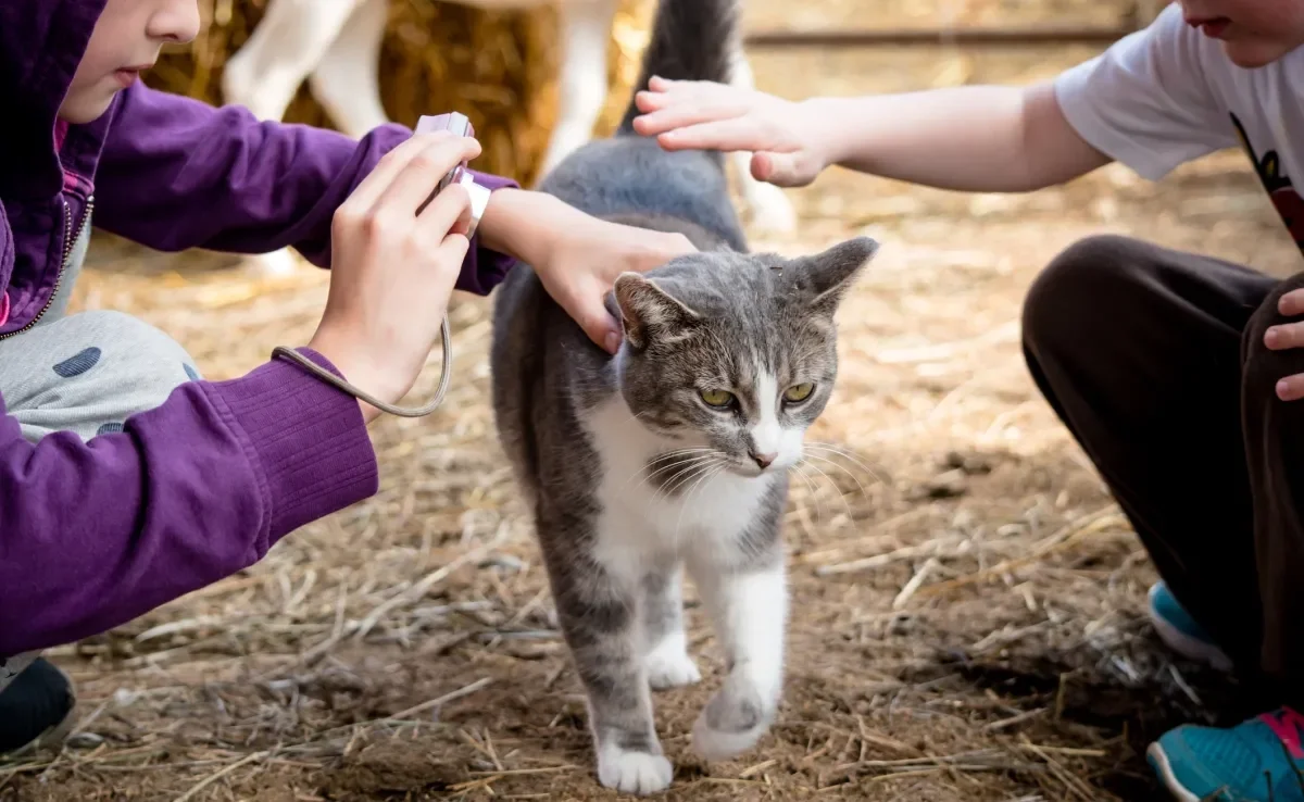 A esporotricose em gatos é uma zoonose que pode atingir humanos