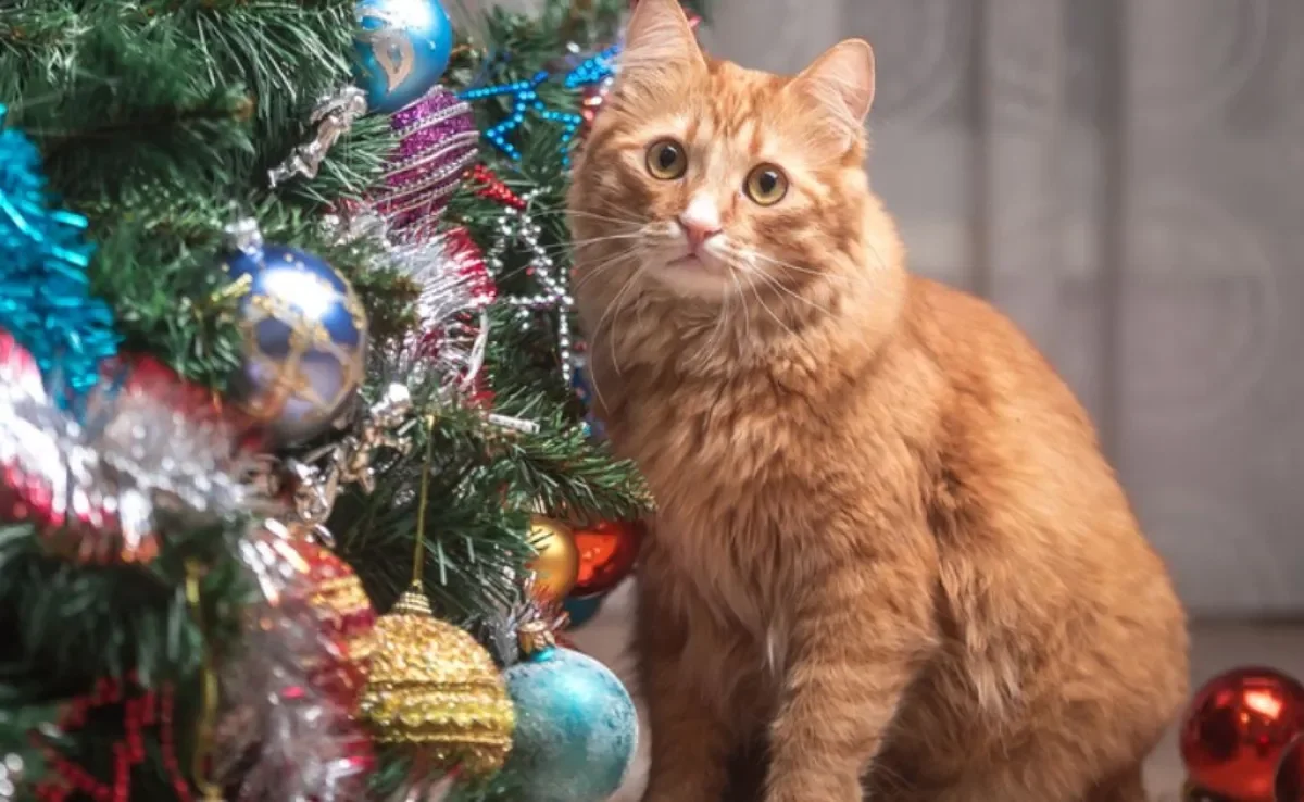 A relação entre os gatos e árvores de Natal pode render boas histórias