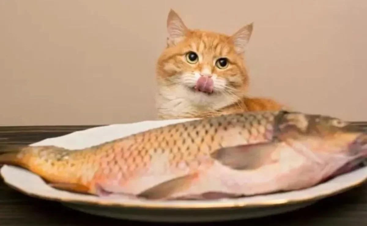 Gato come peixe? Saiba quais são os melhores tipos de peixe para gato e os seus benefícios