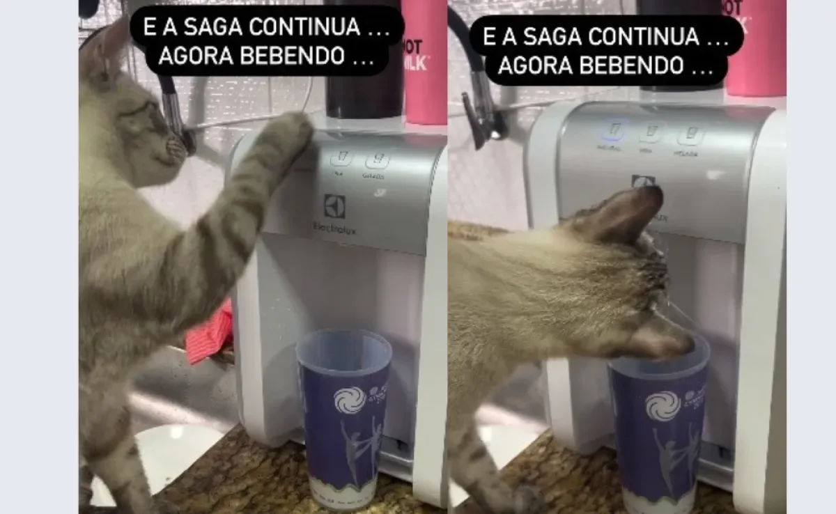 Gato aprende a usar o filtro de água da casa