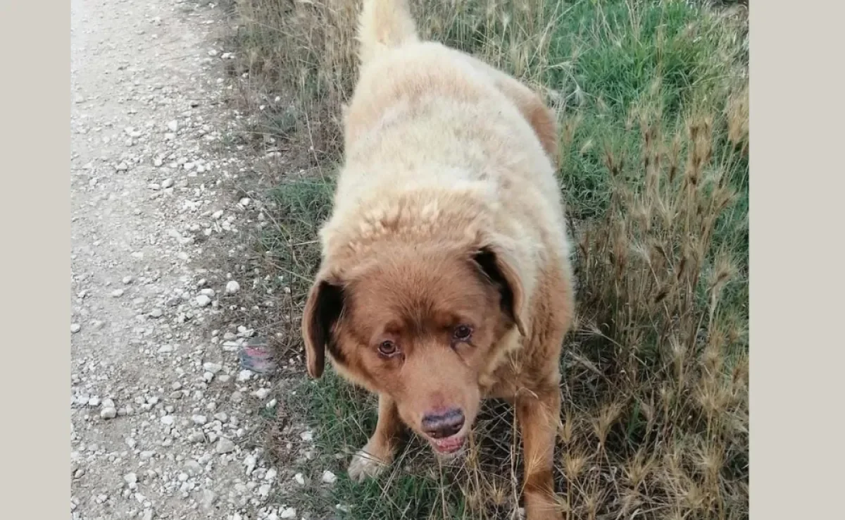 Cachorro mais velho do mundo tem título suspenso pelo Guinness Book