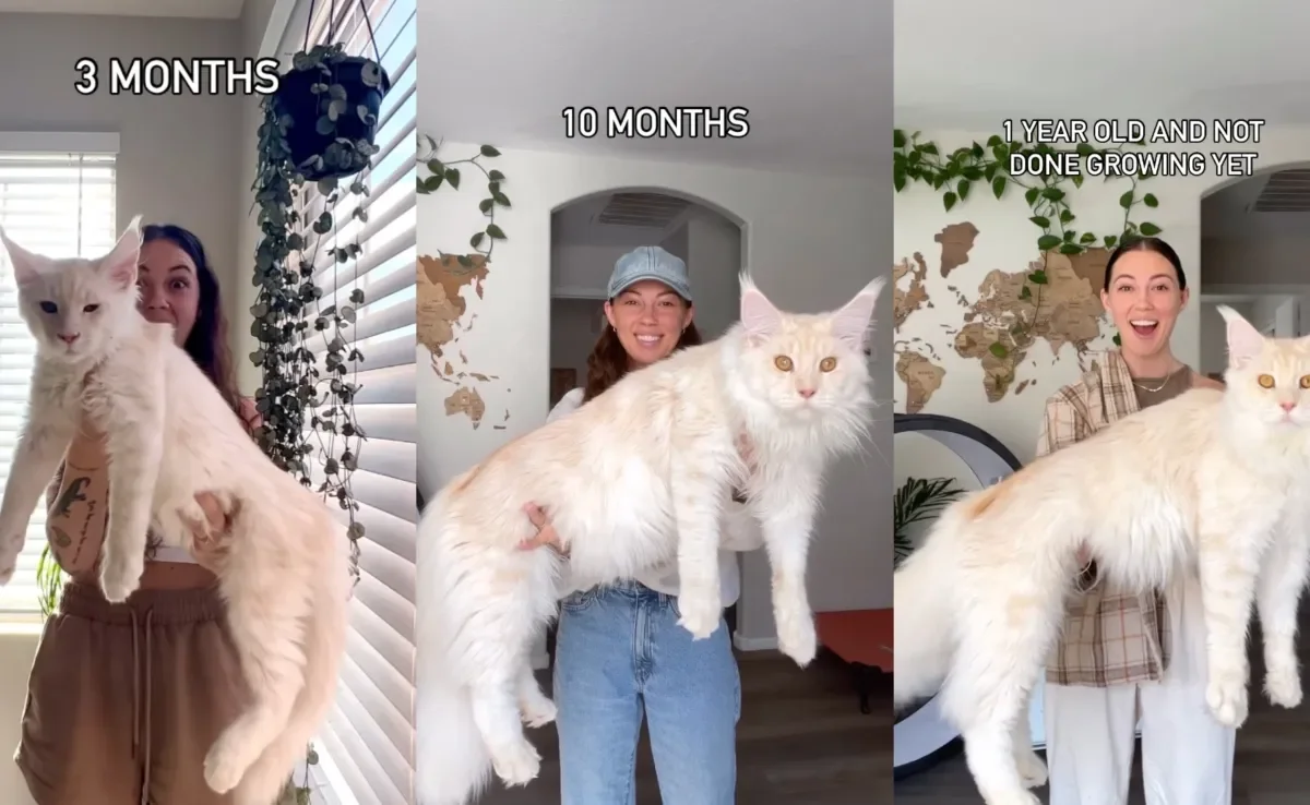 Gato Maine Coon viraliza por seu tamanho enorme com apenas 3 meses de vida