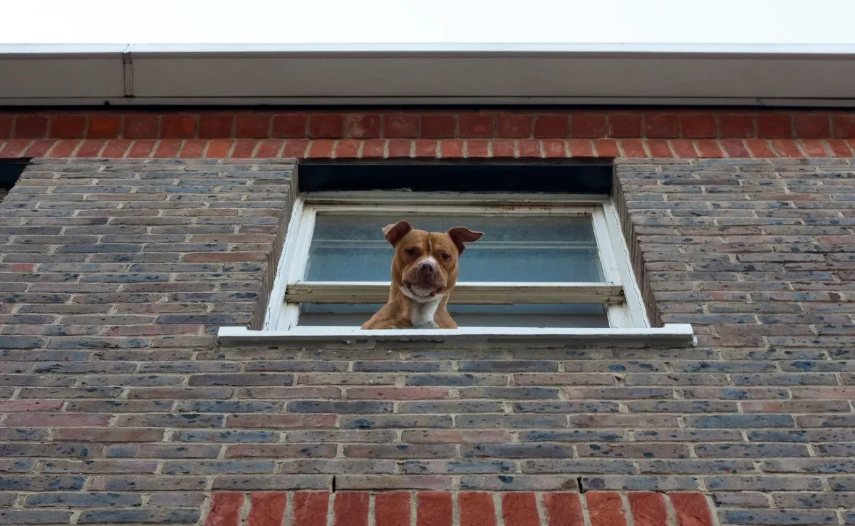 Confira dicas para evitar que o pet destrua a tela de proteção para cachorro 