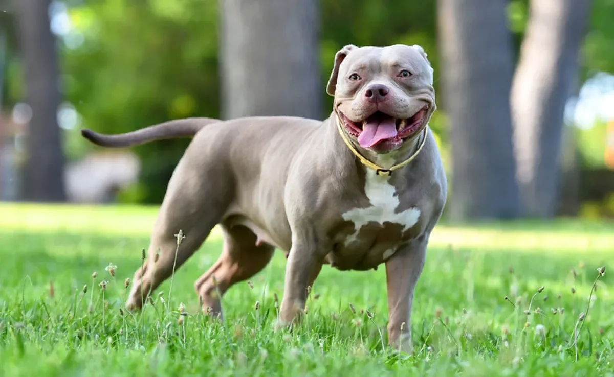 O American Bully é um cachorro que parece Pitbull, mas ele tem suas próprias características