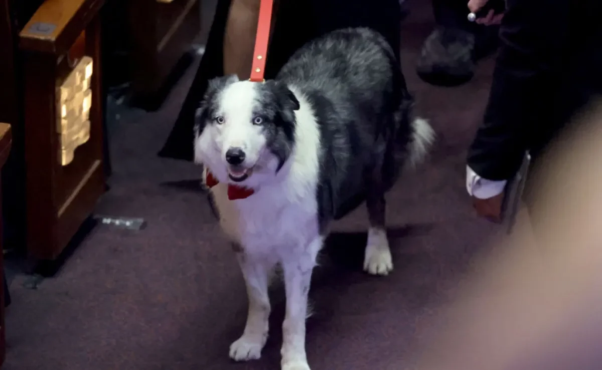 Border Collie de Anatomia de uma Queda teve participação polêmica no Oscar 2024