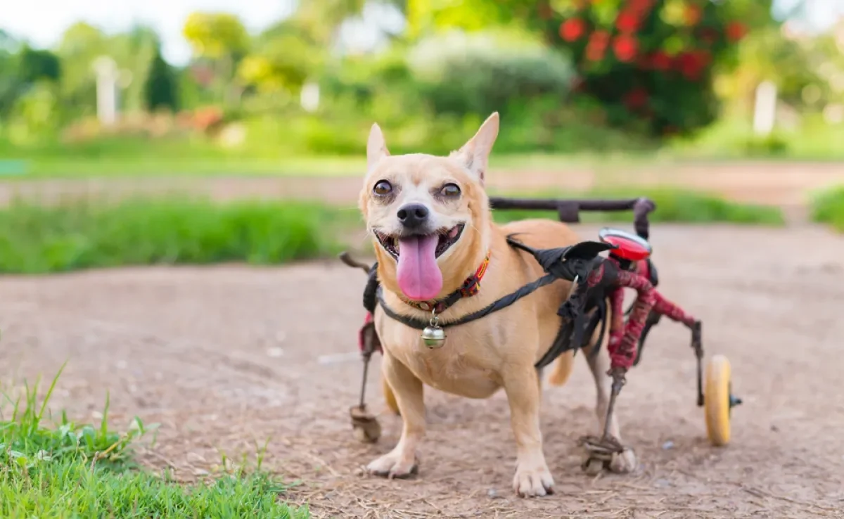 A cadeira de rodas para cachorro ajuda a dar mais qualidade de vida para pets com problemas de locomoção.