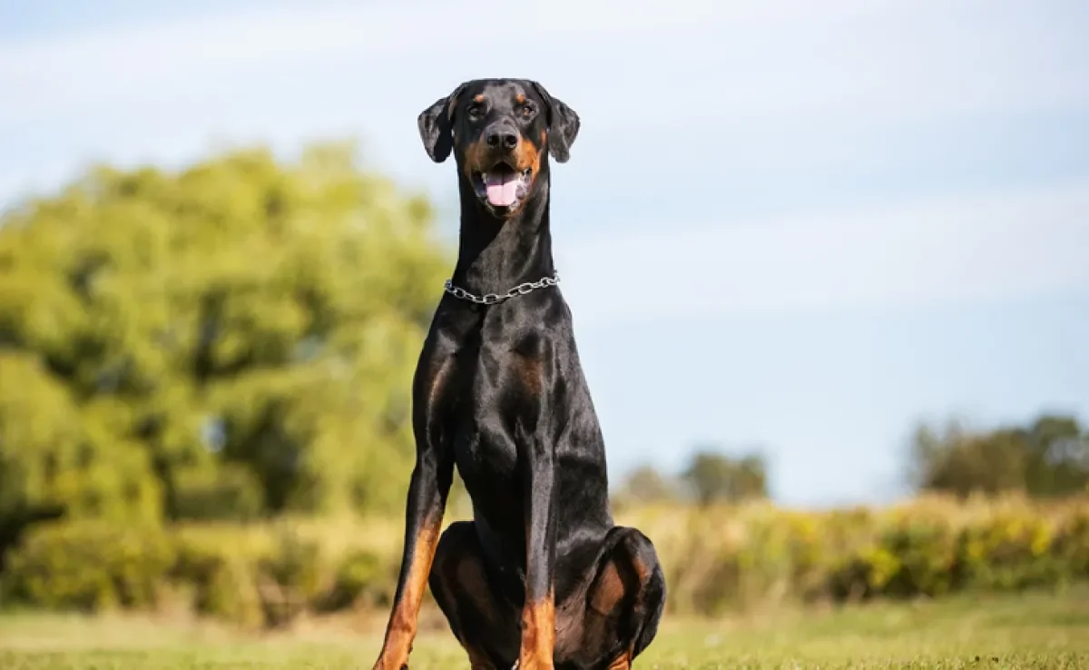 Doberman: conheça a raça de cachorro ideal para quem procura um amigo leal e protetor