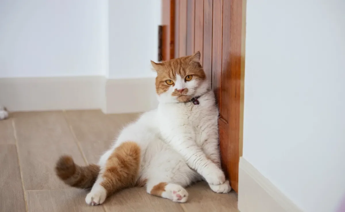 Gatos sentem saudades quando o dono está fora e ficam esperando ele voltar